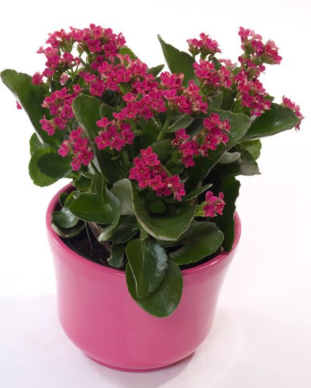 P-Cute Kalanchoe